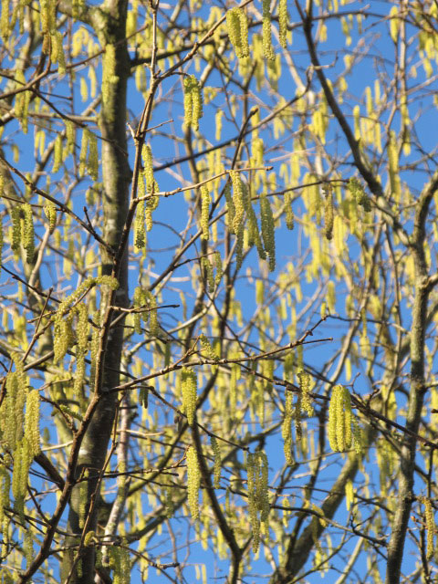 catkins