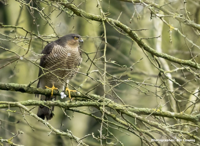 sparrowhawk-juvenile