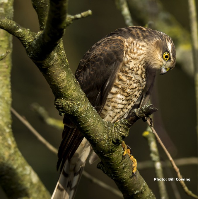 sparrowhawk-juvenile1