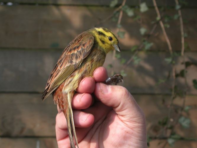  Yellowhammer ringed in Clara Vale