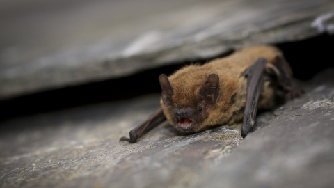Find out more about bats in Gateshead